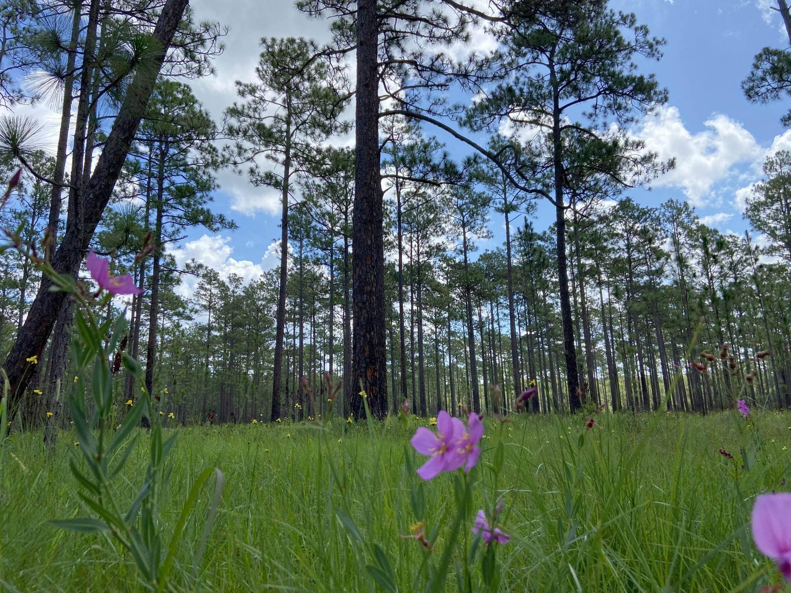 Forestry Technology Solutions | Overstory Analytics